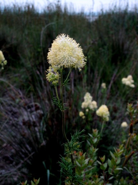 da determinare, help me -  Thalictrum sp.